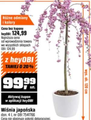 drzewko dekoracyjne