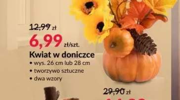 Kwiat w doniczce